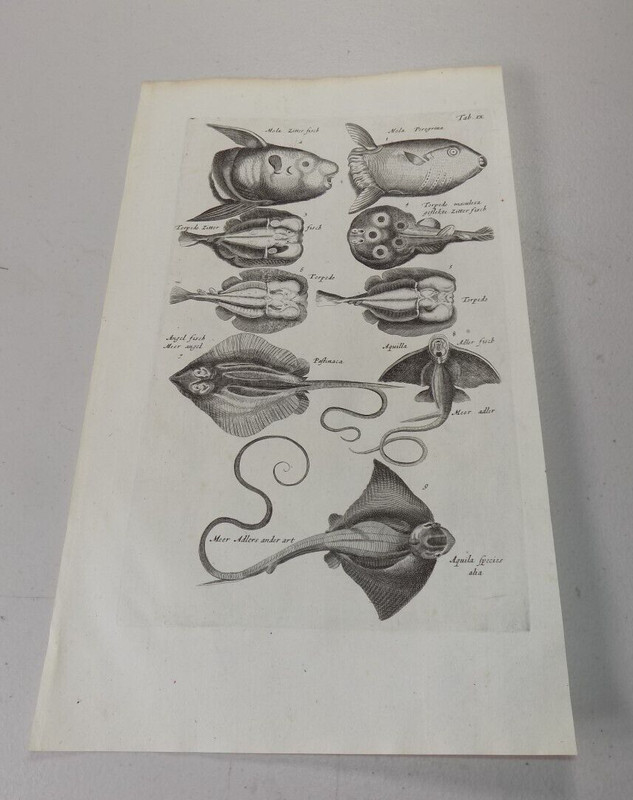 1657 Antique Print / Types of Fish / ANGEL FISH,SEA EAGLE FISH,AQUILA,TORPEDO