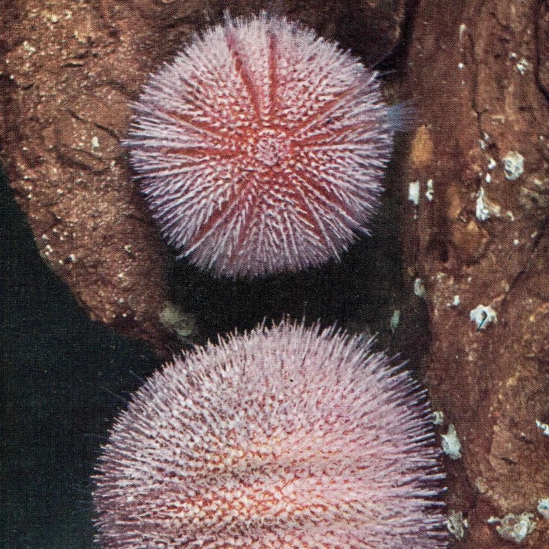 1959 Edible Sea-Urchins and Sea-Hares Marine Biology Specimen 5 x 8.25 in