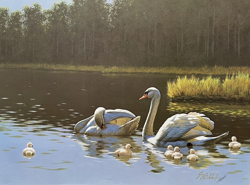 Guy Coheleach “Mute Swans – Cygnus Olor” Water Bird Series Estate Signed Print
