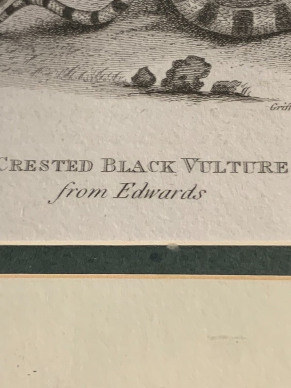c1811 Antique Crested Black Vulture from Edwards Engraved by Mrs. Edwards gallery