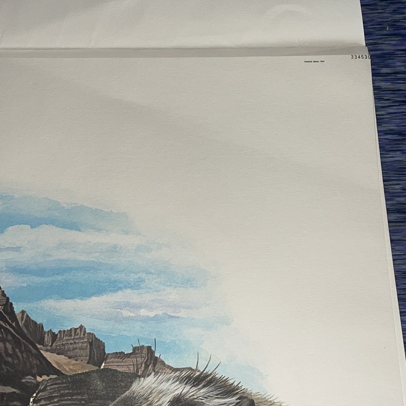 Fine Art Lithograph: Richard Timm - Hoary Marmot - Signed And Registered 22x 28 gallery
