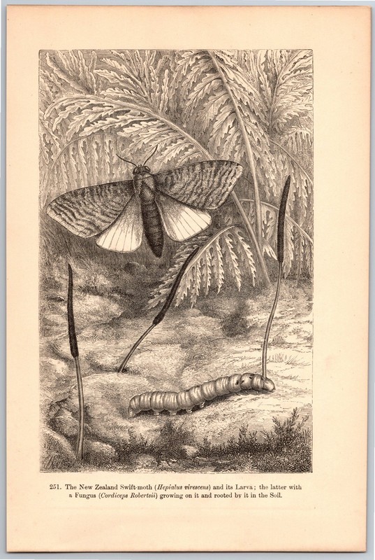 1882 Antique Print – New Zealand Swift Moth, Larva, Bugs