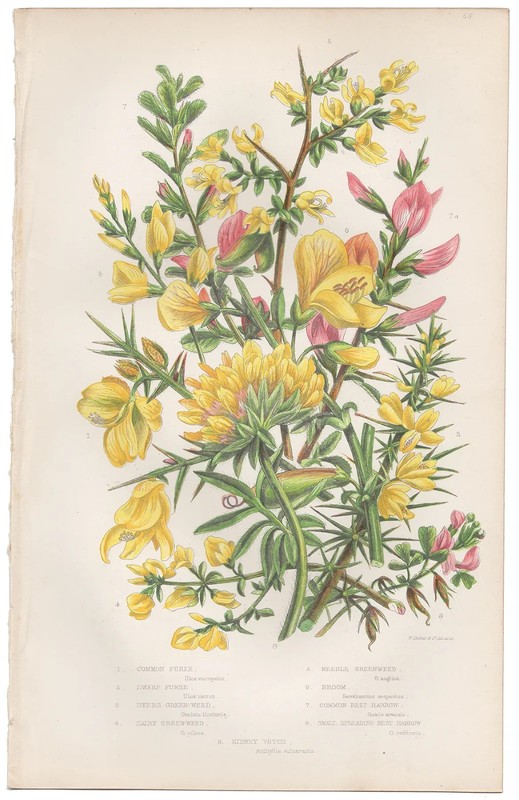 Antique 1860 Anne Pratt botanical print Flowering Plants 56 Furze