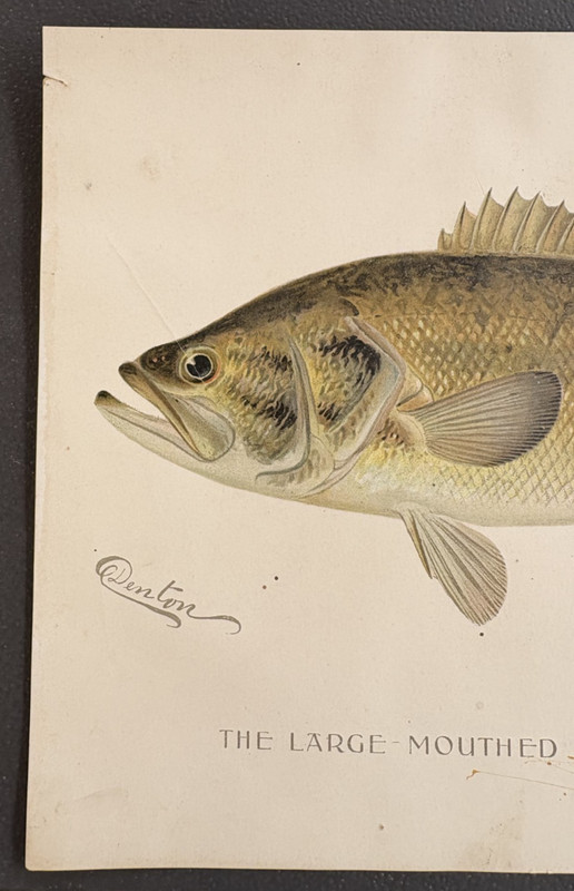 1896 Antique Fish Print The Large Mouthed Black Bass Signed by Denton 11.2" x 8" gallery