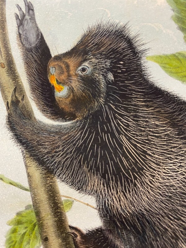 Canada Porcupine Plate - J. J. Audubon Quadrupeds of North America Octavo 1850s gallery