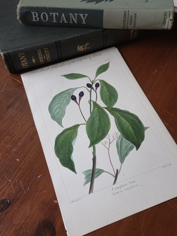 1865 Hand‑Colored Botanical Engraving – Laurus Camphora – Bessa – Plate 83