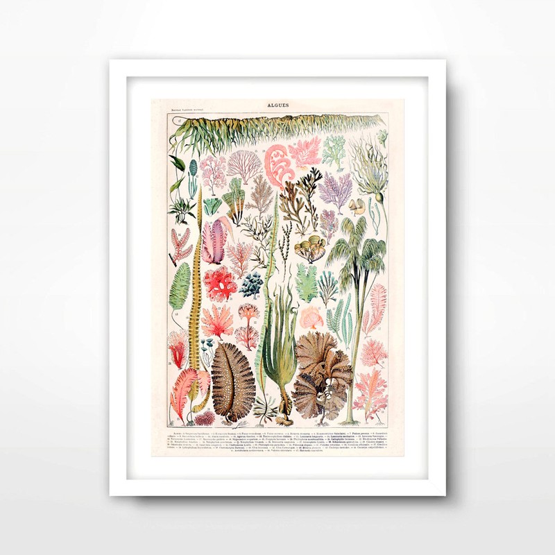 SEAWEED CHART SEASIDE NAUTICAL ART PRINT Poster Home Decor Wall Picture 10 Sizes