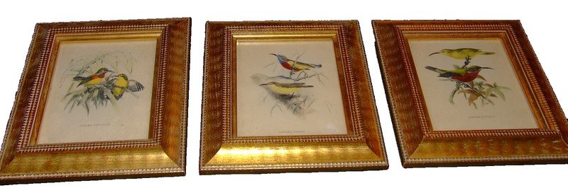 Set of 3 Vintage Gold Framed Bird Prints C & A Richards Ornithology Wall Art
