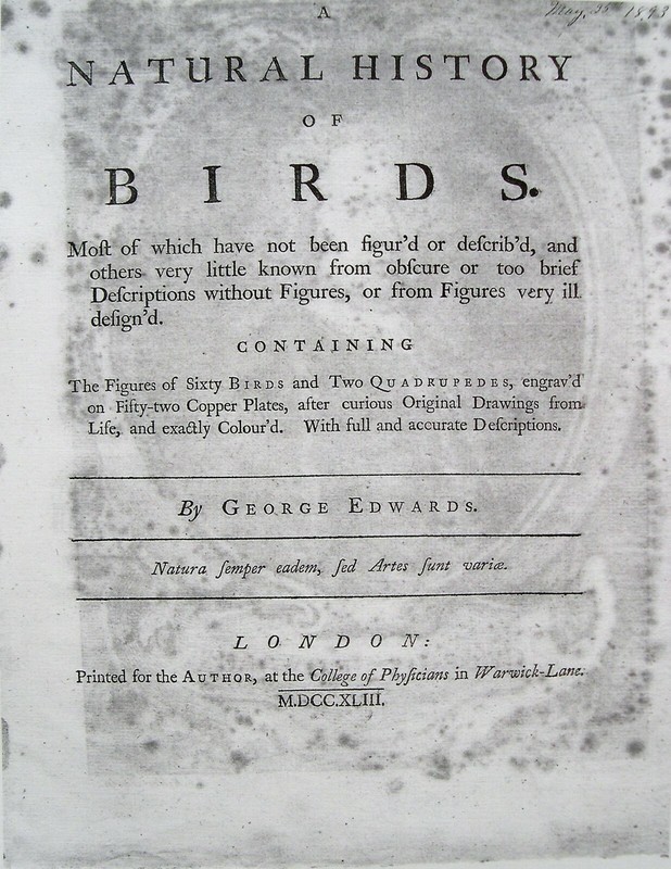 2 George Edwards Antique Parrot Prints: Bird Prints: London, 1742 & 1761 gallery