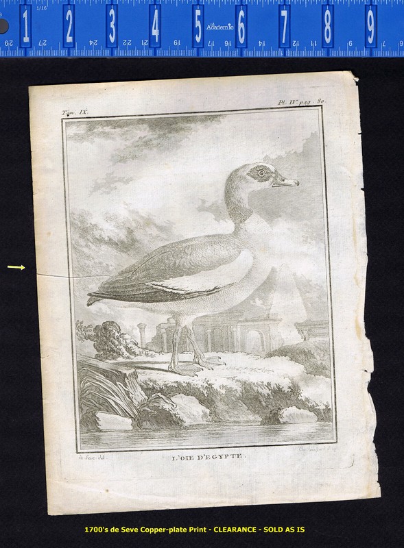 The Egyptian Goose - L'Oie D'Egypte -1780 de Seve/Buffon CLEARANCE