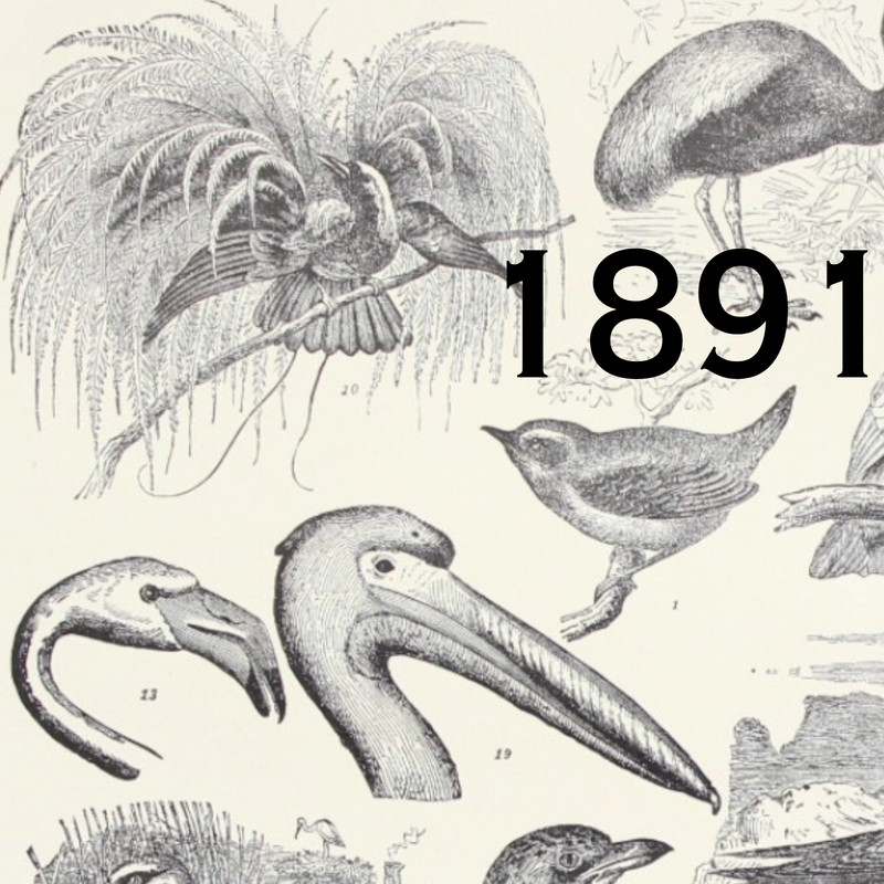 1891 BIRDS PELICAN ORIOLE WREN OWL NIGHTINGALE OSPREY STORK VICTORIAN ERA PRINT