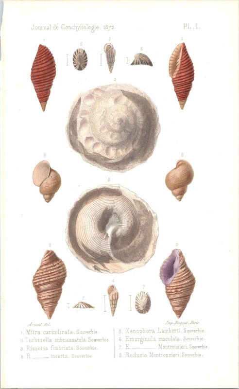 Original 1872 Antique Hand-Colored Print – Various Sea Shells