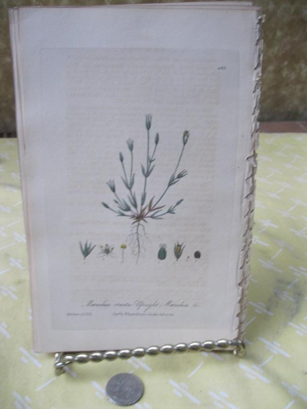 Vintage Print,UPRIGHT MAECHIA,British Flowering Plants,W.Baxter,1840