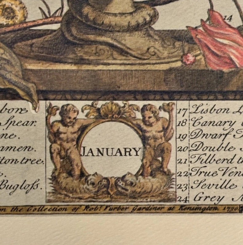 “January” Botanical StillLifeFrom RobertFurberSeries ‘TwelveMonthsOfFlowers’ gallery