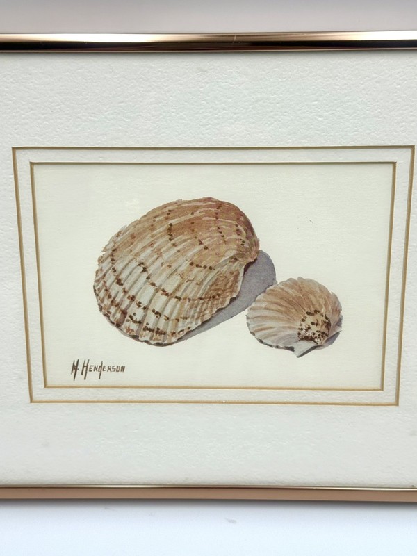 H. Henderson Lithograph Sea Shells Custom Framed 10”x8” Print Nautical Sea #1 gallery