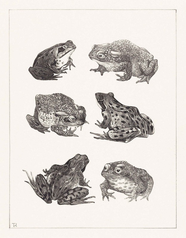 Zes kikkers en padden by Theo van Hoytema Art Print
