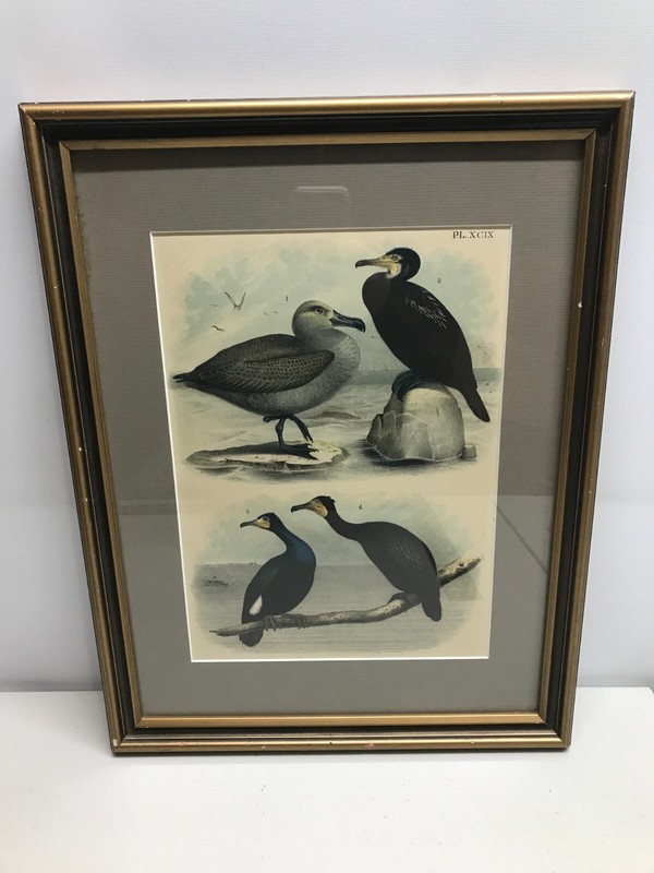 Framed Albatross Lithograph by Theodore Jasper 1881 Colored – Studer’s Birds