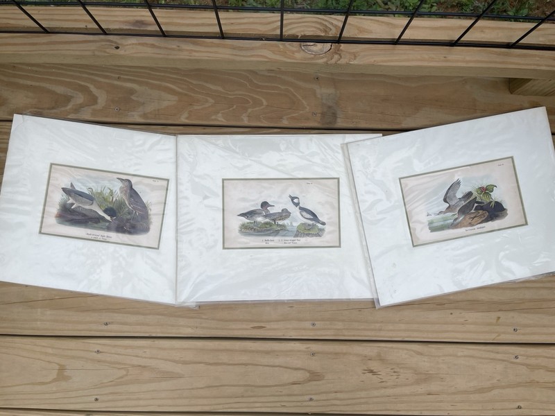 1890 Antique Lithographs - Bird Art