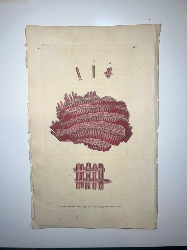 Organ Coral – 1783 RARE SHAW & NODDER Hand Colored Copper Engraving