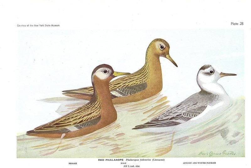 1936 Vintage FUERTES BIRDS #28 «RED PHALAROPE» Color Art Plate Lithograph