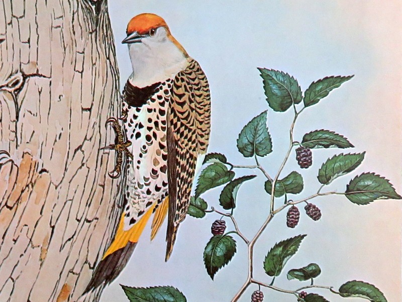 Rex Brasher Bird Print, Gilded Flicker, 16x12 in. gallery