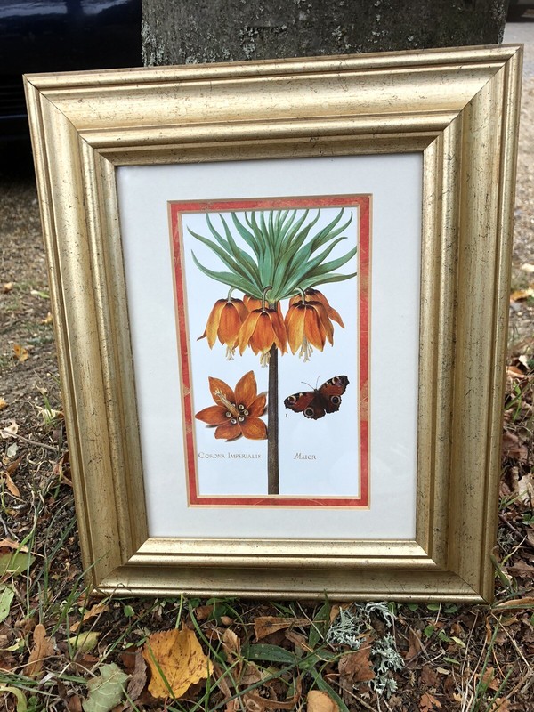Framed Daniel Rabel Reproduction Print Picture Corona Imperialis 22x27 Cms