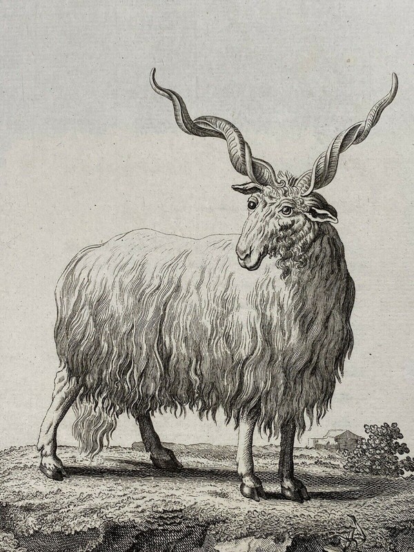 Red Sheep «Ovis Aries Linn.» engraving by De Seve & Sculpted by Sturm ca. 19th c