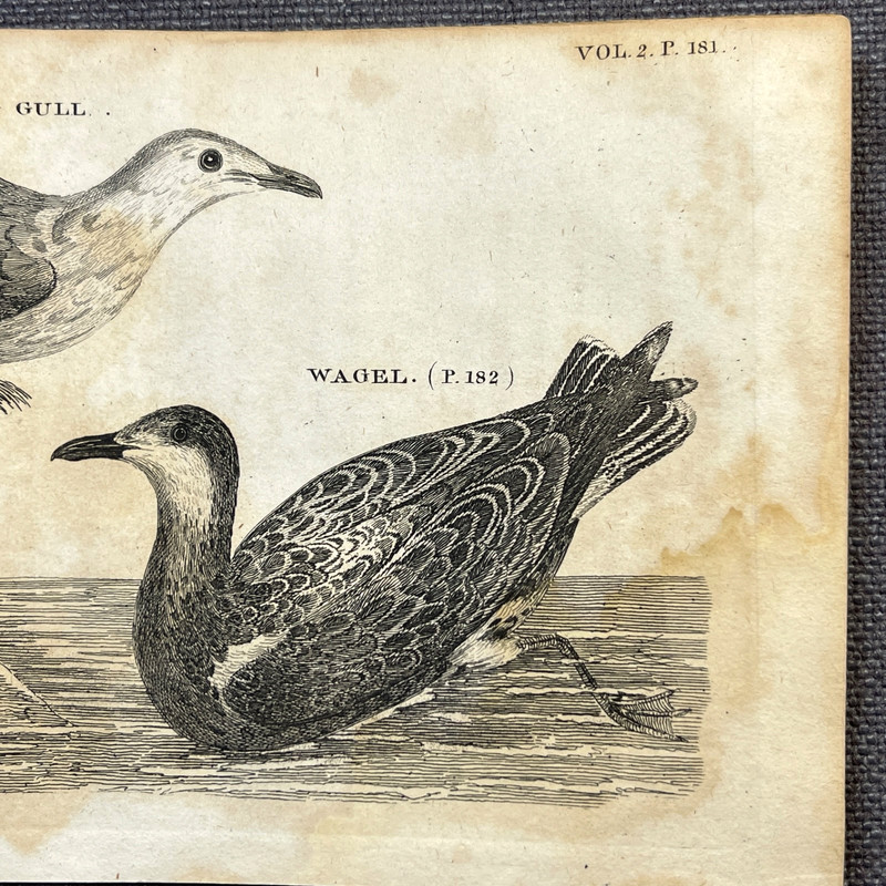 Antique Bird Engraving 1776 Zoological Illustration Plate Herring Gull Wagel gallery