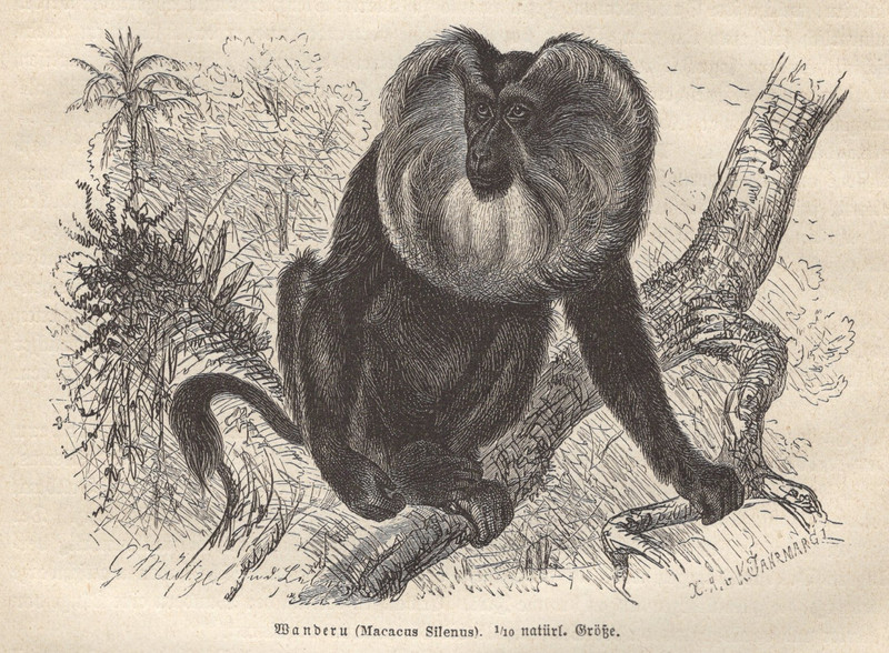 1883 Brehms Thierleben Wood Engraving Lion-tailed Macaque Wanderu Original Print