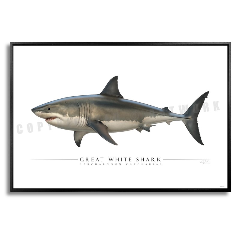 Great White Shark - Side View Aluminum Art Print - by Artist Craig Tinder gallery