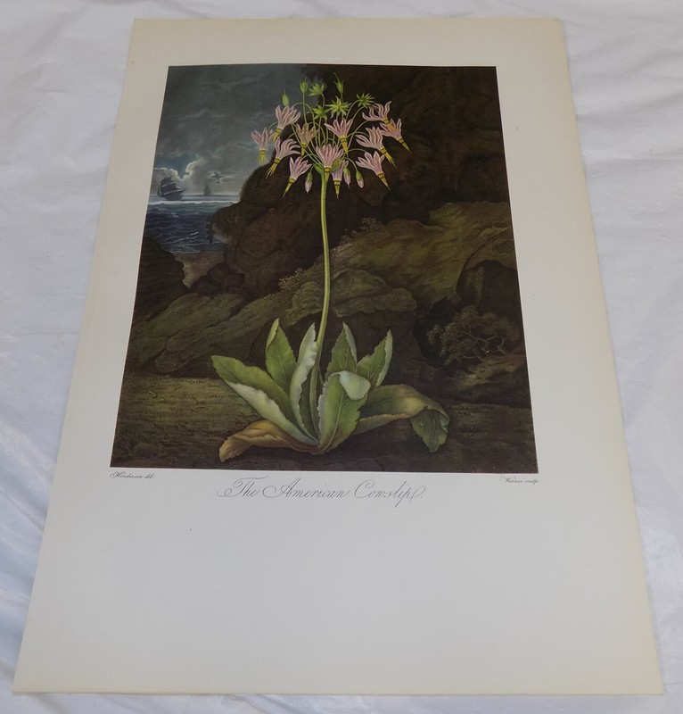 1951 REPRINT of c1800 FLORAL Print///THE AMERICAN COWSLIP