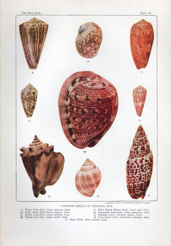 1942 Vintage Sea Shell Print Cone, Moon, Helmet Shells gallery