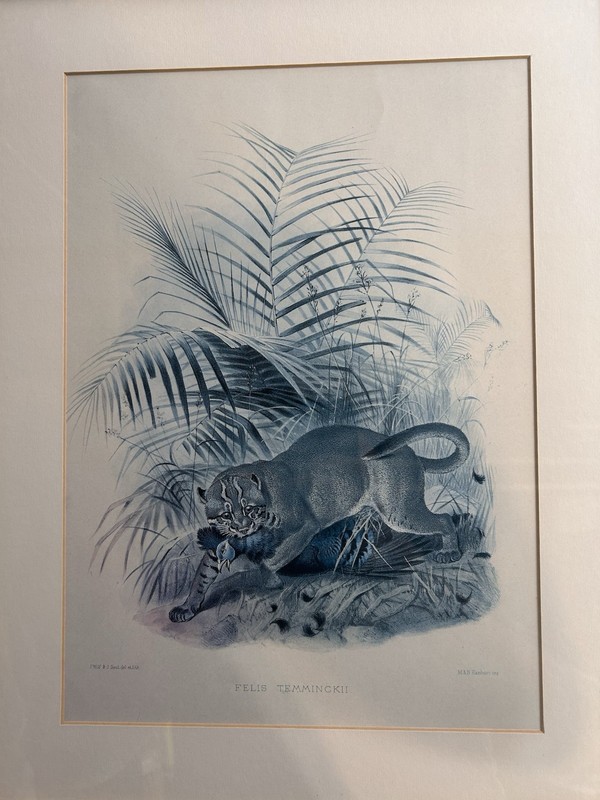 Asian Golden Cat (felis Temminckii), 1878 lithograph Joseph Wolf 16x19 gallery