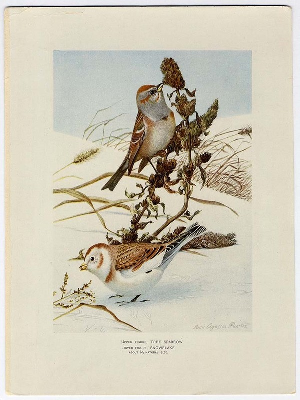 Louis Agassiz Fuertes TREE SPARROW & SNOWFLAKE Bird ORIGINAL OLD Print