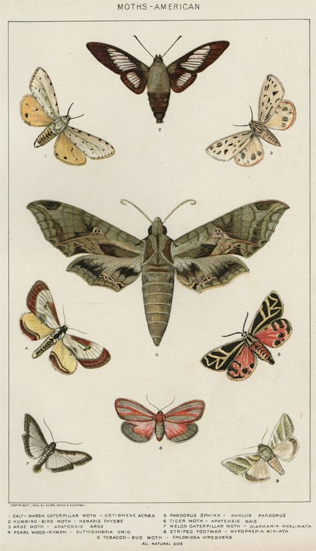 MOTHS: 1902 Authentic (Dated) Natural History Stone Chromolithograph American