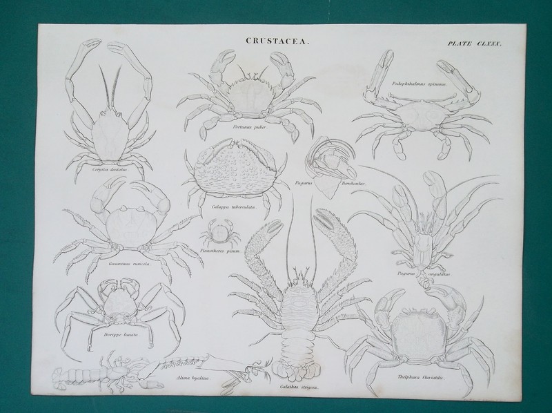CRUSTACEA Crabs Lobsters Shrimp etc – 1842 Antique Print