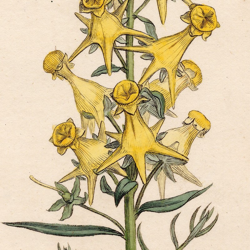 Antique 1795 Sowerby English Botany hand-colored engraving 260 Yellow Toadflax gallery