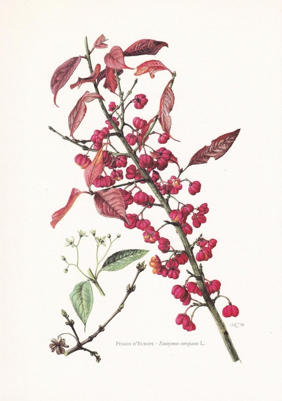 1960 EUROPEAN SPINDLE Print – Botanical Wall Art – Vintage – 7.5 x 10.6 Inches