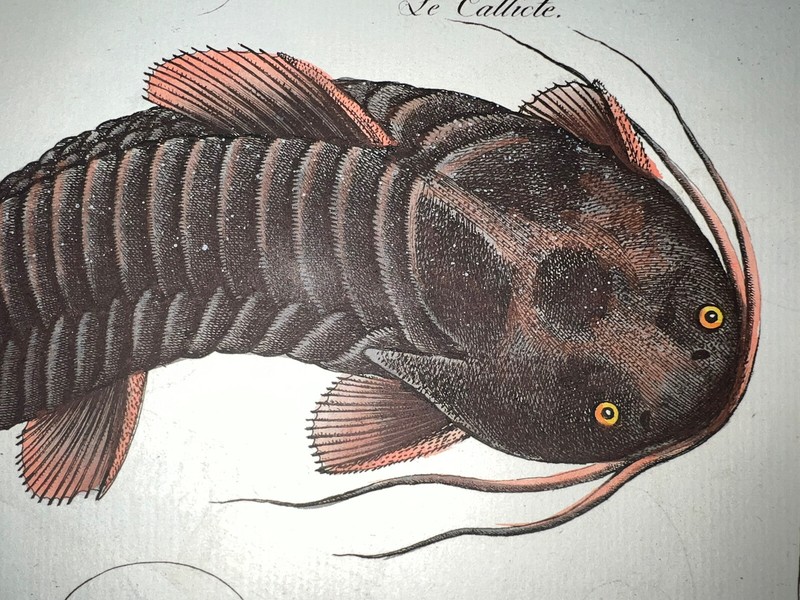 1st ED BLOCH OBLONG FOLIO H/C RARE FISH The Armored Catfish 377