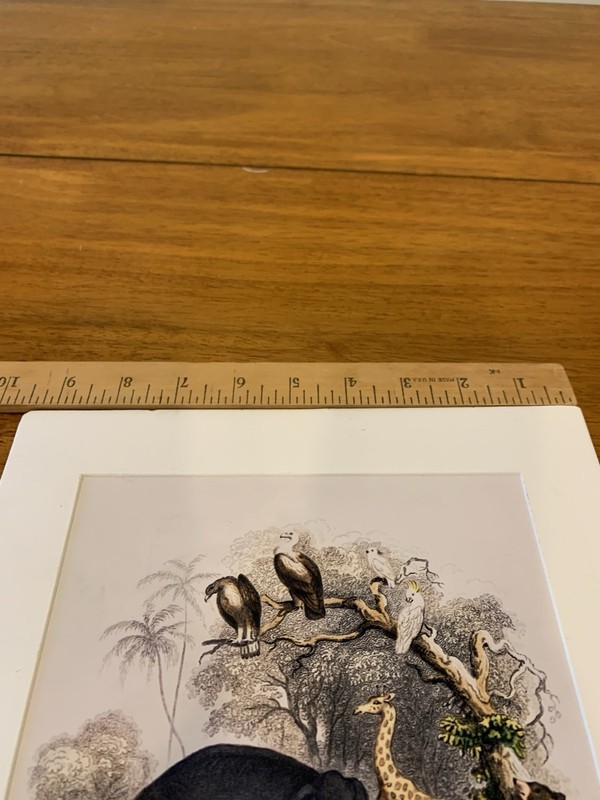 Oliver Goldsmith Vintage Art Print Of ‘Animal Kingdom. Pre-owned gallery