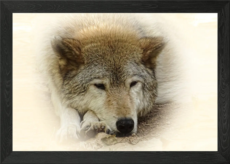 Wolf portrait Framed Wall Art Poster Canvas Print Picture