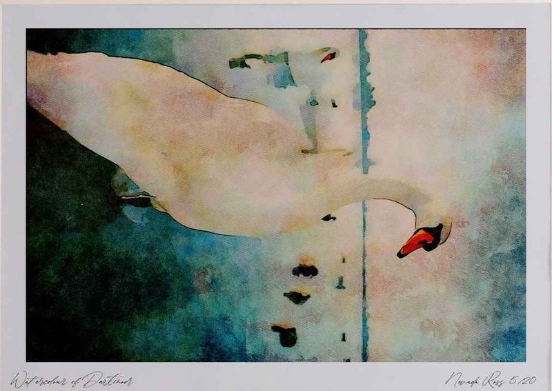 707095 Mute Swan, Bosham, Hampshire Watercolour Picture Ltd Ed A4