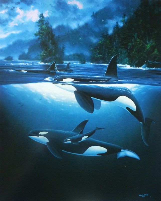 Wyland & Coleman Studios Northern Waters Orca 1992 vintage Killer whale sea art