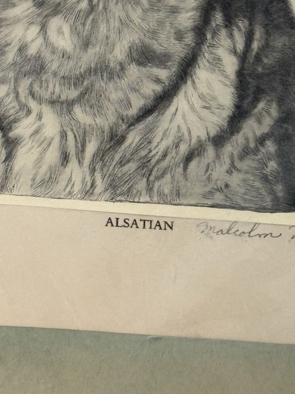Vintage 1938 Malcolm Nicholson "Alsatian" German Shepherd Etching Art Print gallery