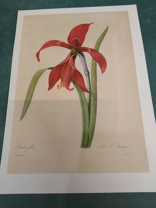 P J REDOUTE BOTANICAL PRINT -Vintage Botanical Book Plate 2 pack gallery