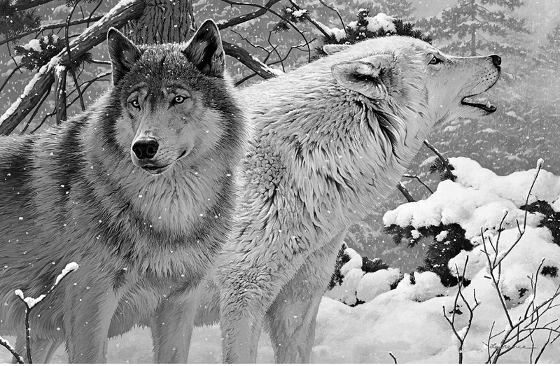 Howling Wolves Animals Wild Nature Large Wall Art Framed Canvas Picture 20×30″