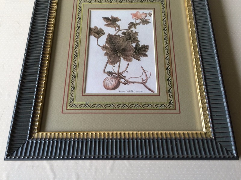 Cucurbita Pepo Linn Etching Print, Framed, 11" x 7 1/2" (Image) gallery