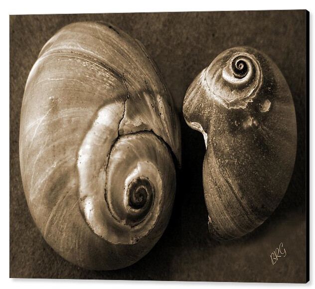 Seashells Spectacular No 6, 24″x36″, Print on Metal