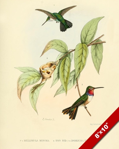 HUMMING BIRDS & NEST IN TREE BRANCH PAINTING BIRD AVIAN ART REAL CANVAS PRINT