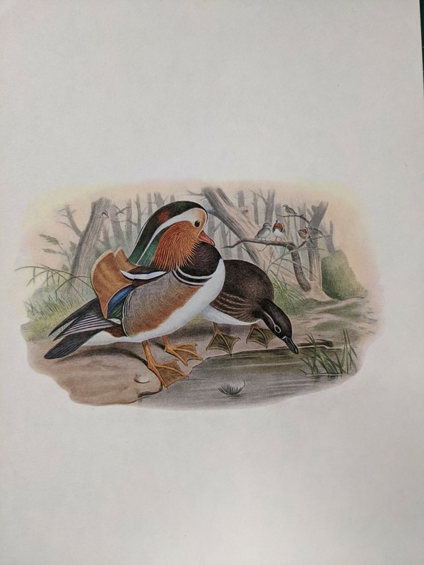 1969 BIRD PRINT – MANDARIN DUCK – JOHN GOULD